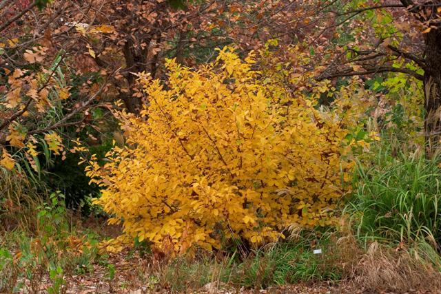 Vernal Witchhazel shrub